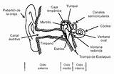 Oido Partes Dibujo Oído Interno Auditivo Externo Aparato Transversal Anatómicas Biologia sketch template