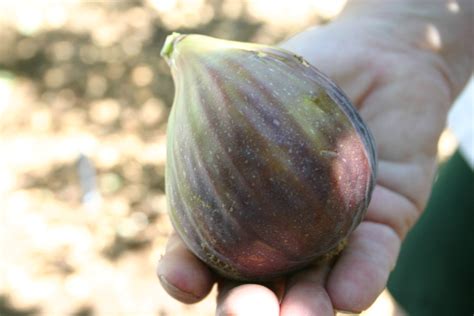 xtremehorticulture   desert figs grow great   mojave desert