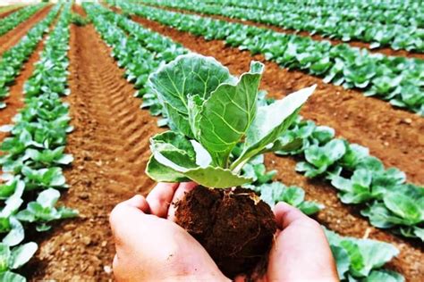 organic farming promoting sustainable development  agriculture