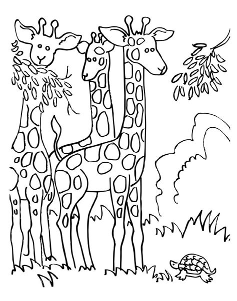 giraffe coloring pages  print  coloring   giraffe