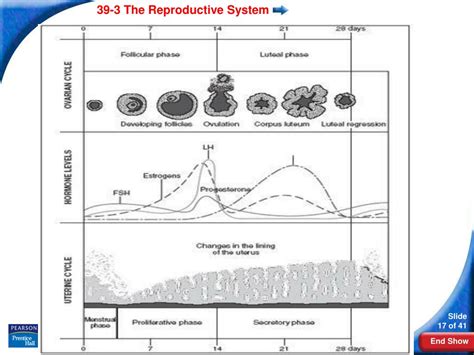Ppt 39 3 The Reproductive System Powerpoint Presentation Free