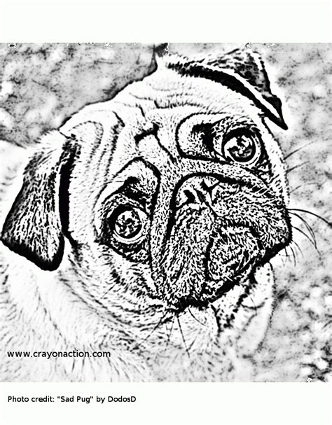 coloring pages pug   coloring pages pug png images