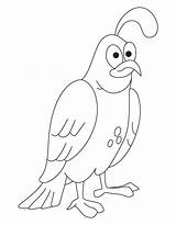 Quail Coloring Pages Clipart California Drawing Common Kids Sketch Getdrawings Library Popular sketch template