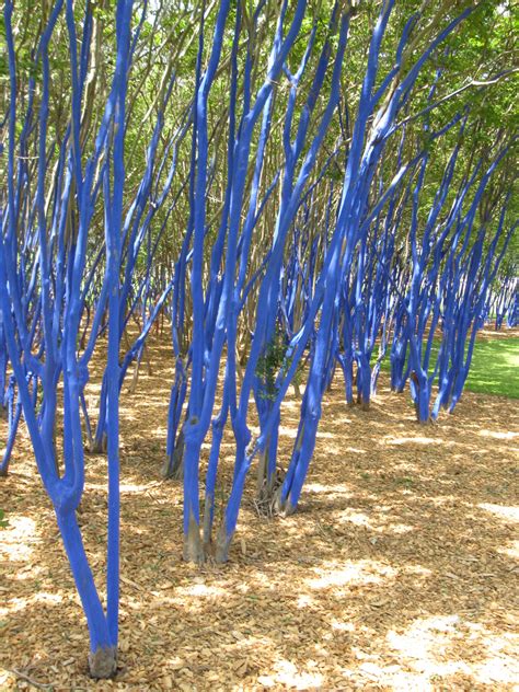 remarkable trees  texas  blue trees  waugh drive