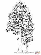 Sequoia Redwood Coloring Giant Pages Printable Drawing sketch template