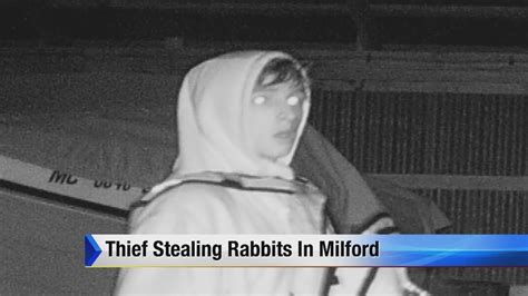 Camera Captures Rabbit Thief At Farm In Milford