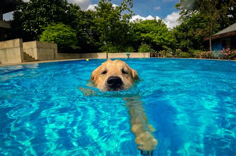 pool puppies   guide  dog owners pool spa news