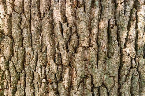 oak bark texture high quality nature stock  creative market