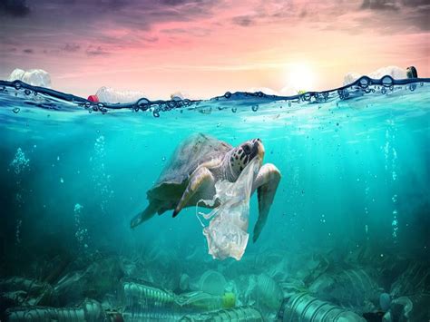 pencemaran sampah plastik  laut kmplhk ranita