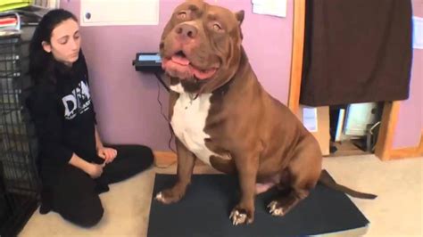 Meet Hulk The 174 Pound And Growing Pit Bull