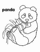Coloring Pages Pandas Cute Hibernation Kids Bear Children Print Color Printable Animals Template Getcolorings sketch template