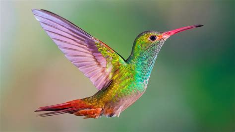 real hummingbird