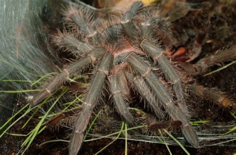 edderkopper er kreative med deres spindelvæv
