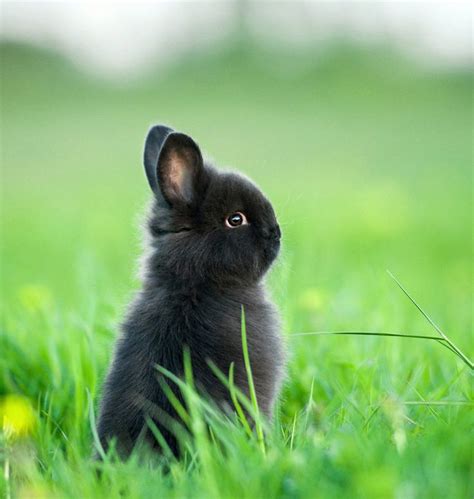 mini dwarf bunnies