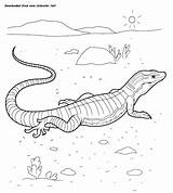 Lizard Monitor Animals Coloring Wild sketch template