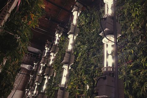 vertical cannabis cultivation    hydroponic