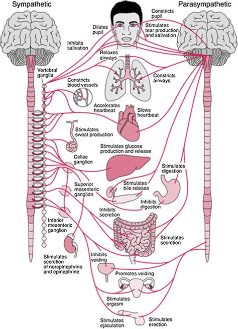 peripheral nervous system parts divisions peripheral nervous system