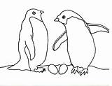 Penguins Penguin Coloring Template Pages Adelie Baby Templates Pair Print Their Twin Shape Animal Nest Arnold Caroline Books Cartoons sketch template