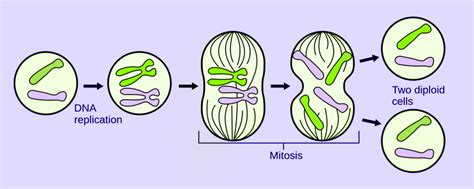 Overview Of Asexual Reproduction Different Types And