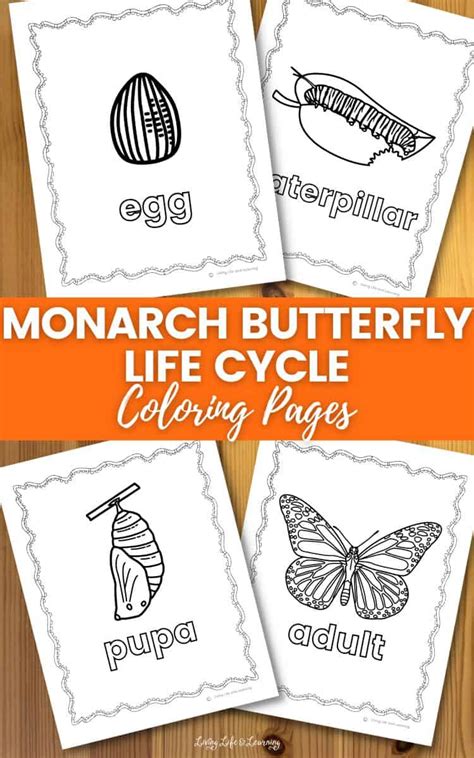 monarch butterfly life cycle coloring pages story living life