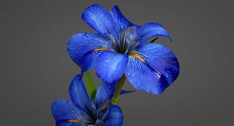 realistic irises flower turbosquid