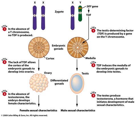 Genetics Of Sex