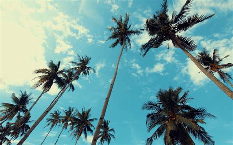 herunterladen hintergrundbild hohe palmen tropische insel abend