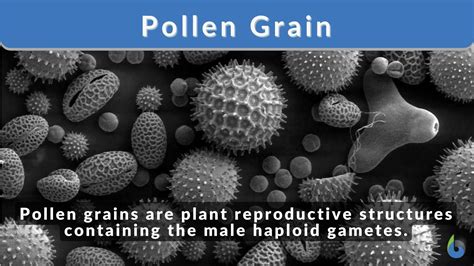 pollen grain definition  examples biology  dictionary