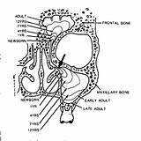 Pneumatization Sinuses Paranasal Harnsberger Accurate Importance Interpretation sketch template