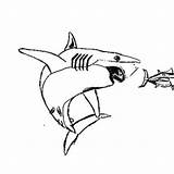 Coloring Tuna Shark Chasing Fish Great Clipart 300px 29kb sketch template