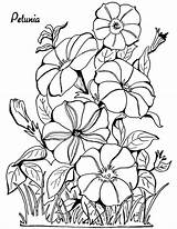 Coloring Pages Adult Petunia Flower Floral Adults Drawing Petunias Printable Colouring Fairy Color Graphics Flowers Face Happy Thegraphicsfairy Unique Cool sketch template