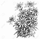Edelweiss Foliage Etching Bloem Alpenblumen Ets 123rf Illustrationen Vektoren sketch template