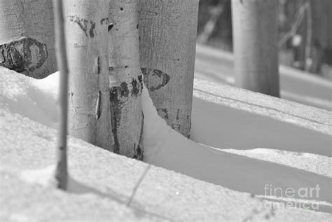 Aspen Feet Photograph By James Blum Fine Art America