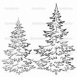 Pine Tree Outline Drawing Coloring Trees Drawings Line Cone Evergreen Ponderosa Draw Sketch Pages Fir Christmas Forest Realistic Clipart Winter sketch template