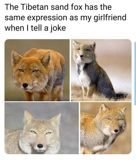 fox   impressed fox memes animal memes funny pictures