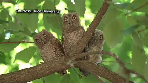 Three Newborn Owlets And Their Mother Make Rice University Their New