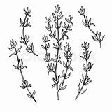 Drawing Thyme Set Plant Choose Board Tattoo sketch template