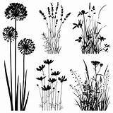Allium Vector Silhouettes Cosmos Herbs Isolated sketch template