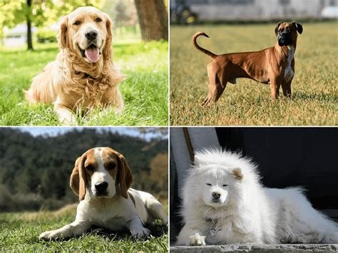 Razas De Perros Con Fotos Diez Razas De Perros Que Parecen Cachorros