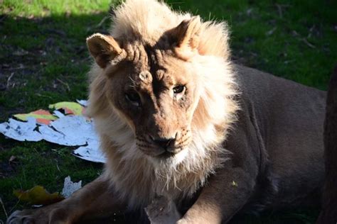 rare case   lioness   mane popular science