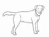 Colorear Labrador Cachorro Razas Chien Perro Assis Calcar Desenho Perrosamigos Raza Aleman sketch template