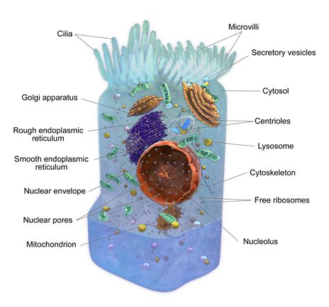 cell anatomy  labeled diagram science pitribe
