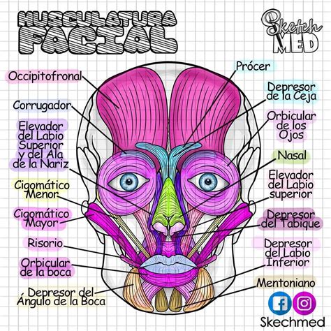 anatomia cabeca  pescoco  modisedu