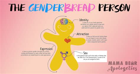 genderbread person part 3 biological sex mama bear