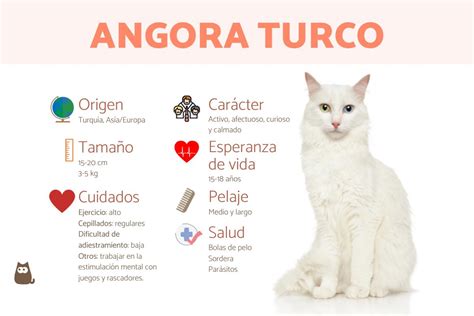 toda la informacion del gato angora turco caracteristicas cuidados