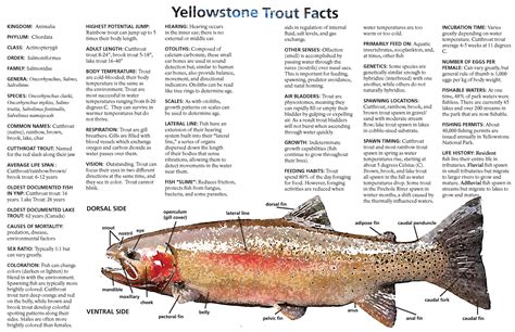 yellowstone trout facts yellowstone national park u s national park