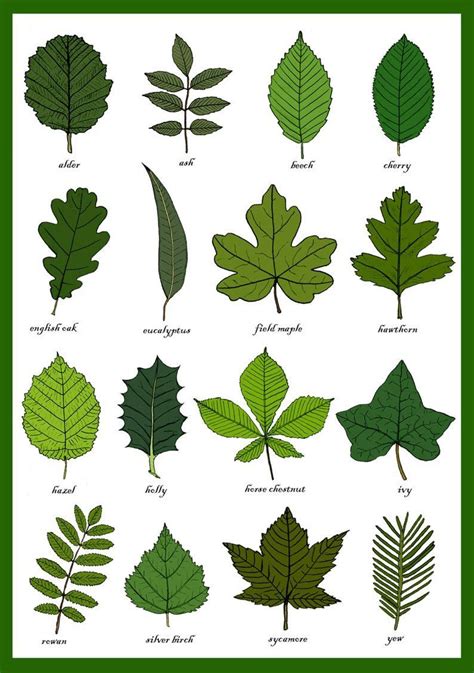leaves  card leaf identification chart plant morphology