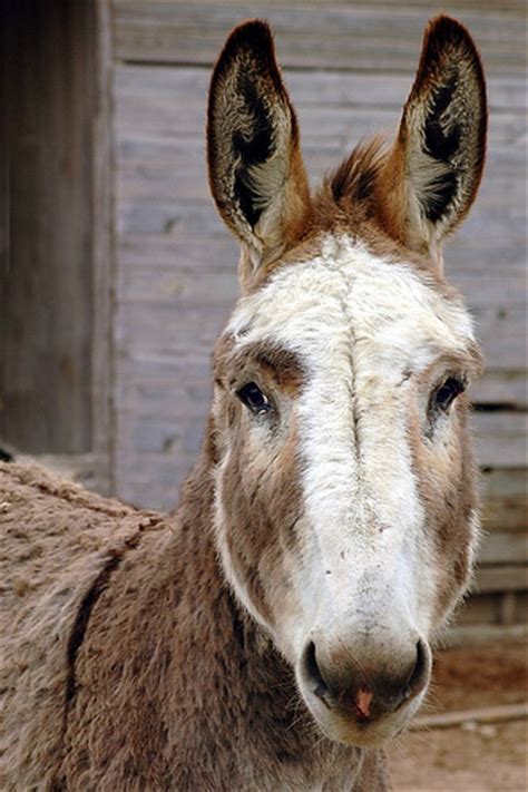 reasons  love donkeys  equinest