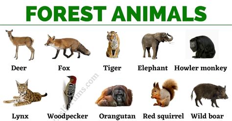 woodland  forest animals flashcards primary resources lupongovph
