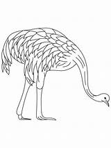 Emu Coloring Pages Farmed Printable Kids Template Color Print Birds Getcolorings sketch template